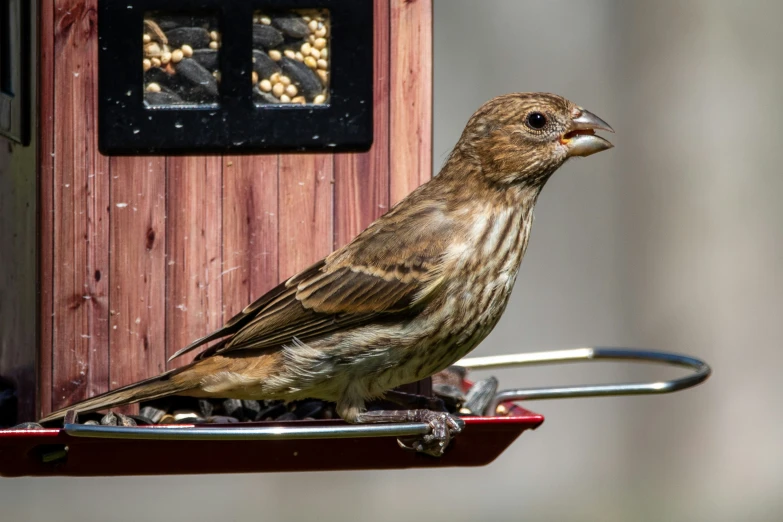 a bird is sitting at a feeder eating