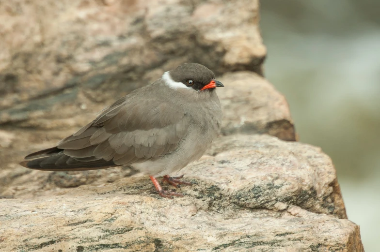 a small grey bird is sitting on a rock