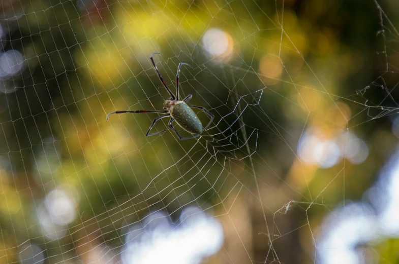 a green spider hanging upside down on a web