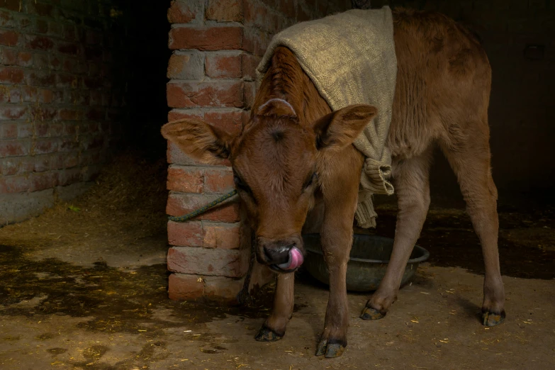 the cow is eating the food out of the water