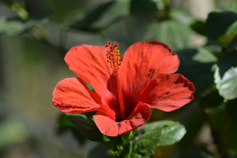 a close up view of the center of a red flower