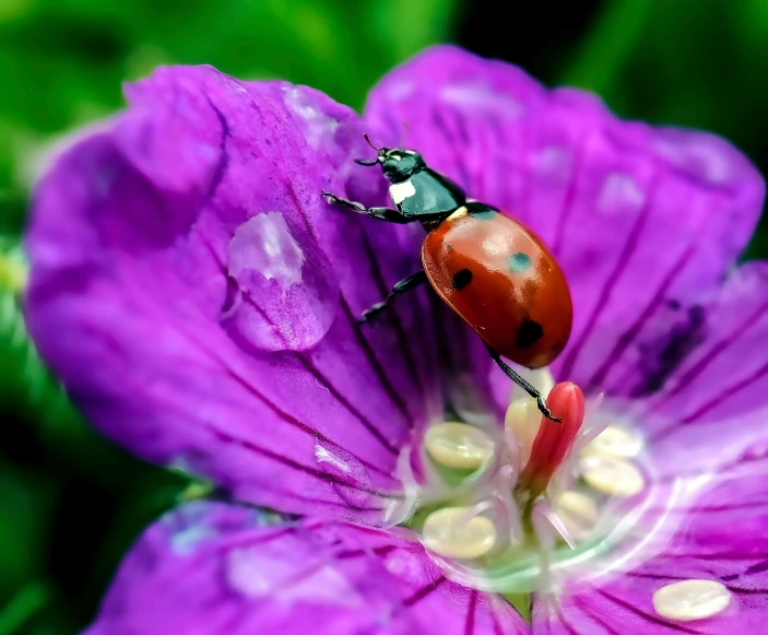 two lady bugs with red centers on purple flower