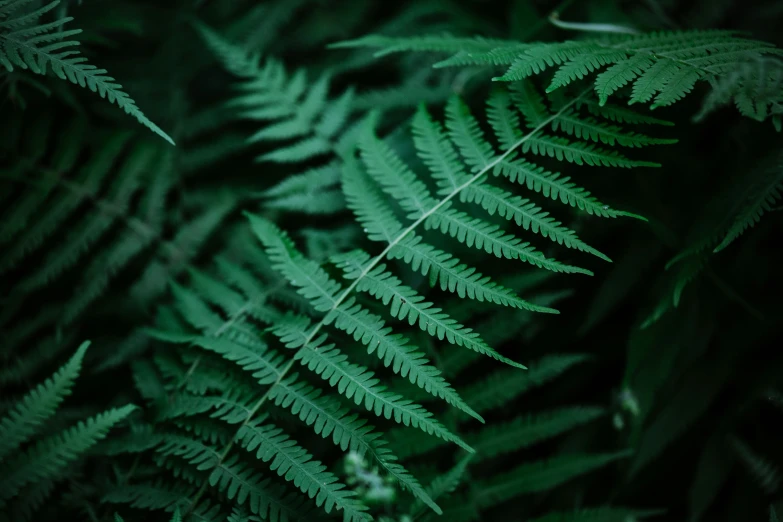 the leaves of a green tree, looking out across a field