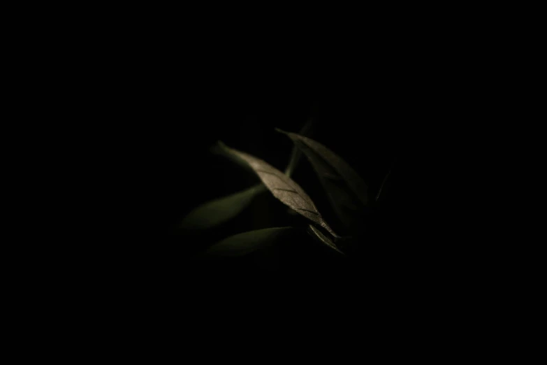 an abstract po of a green plant in the dark