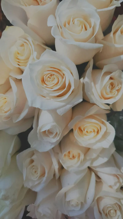 there are white roses that are very close together