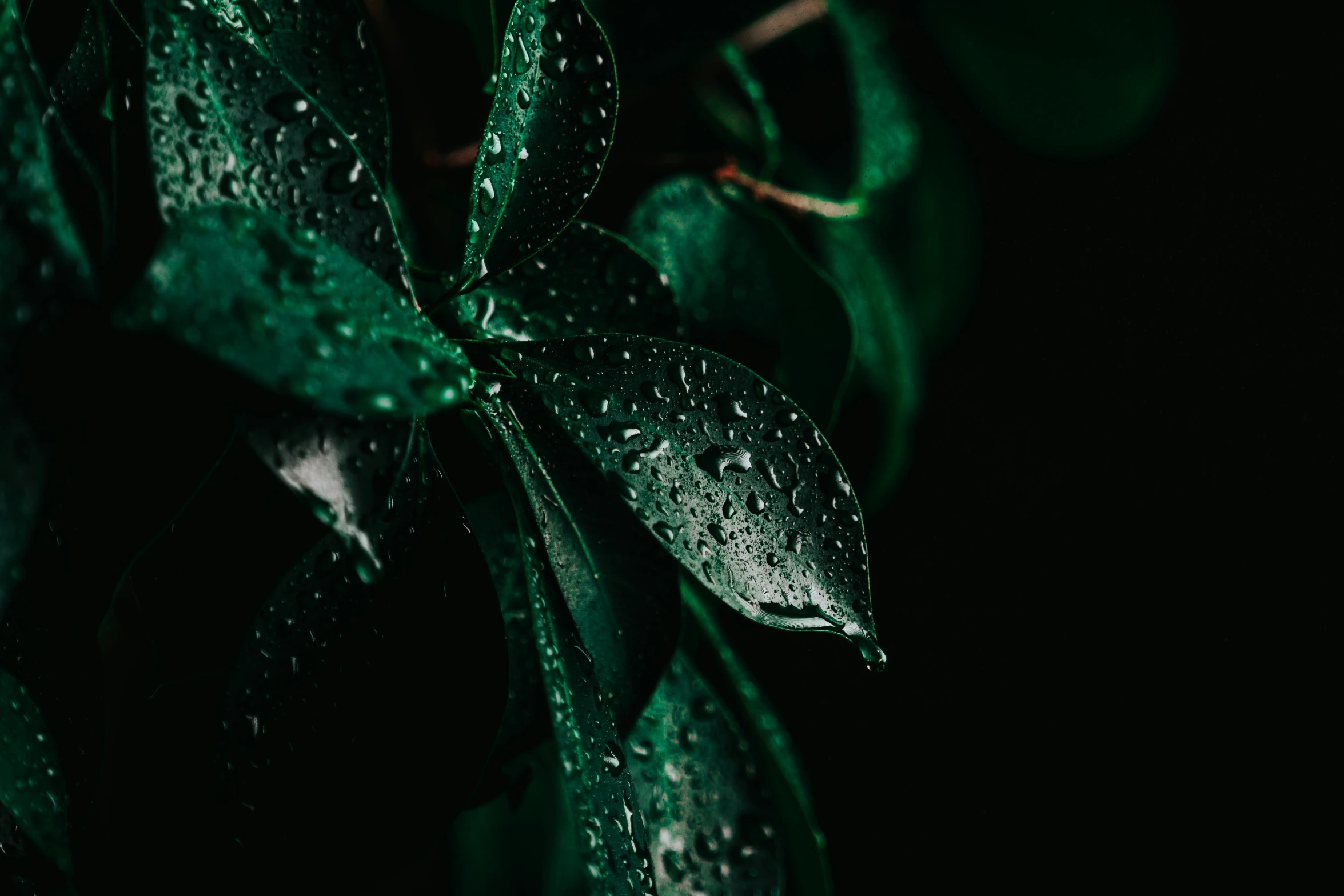 there is a close up image of water drops on a plant