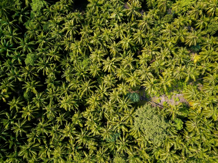 a forest area that looks great in top view