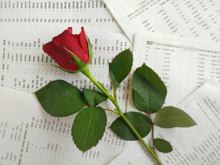 a single rose sitting on top of a book page