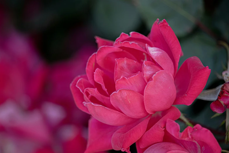 a large red rose is growing in the grass