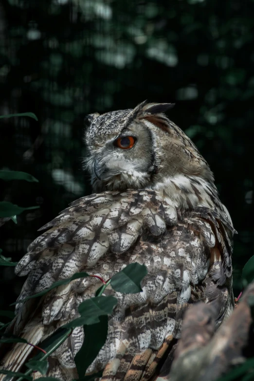 a very cute owl sitting in a tree