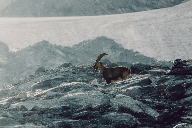an animal on the side of a snowy mountain