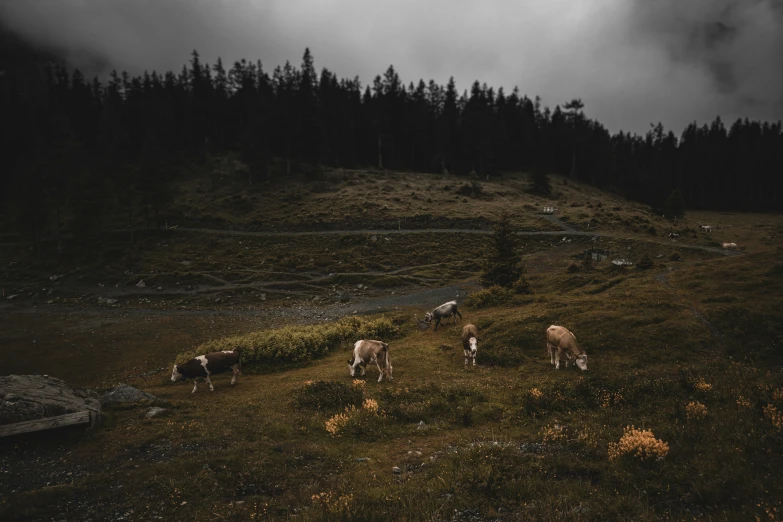 the cows are grazing on the grassy slope