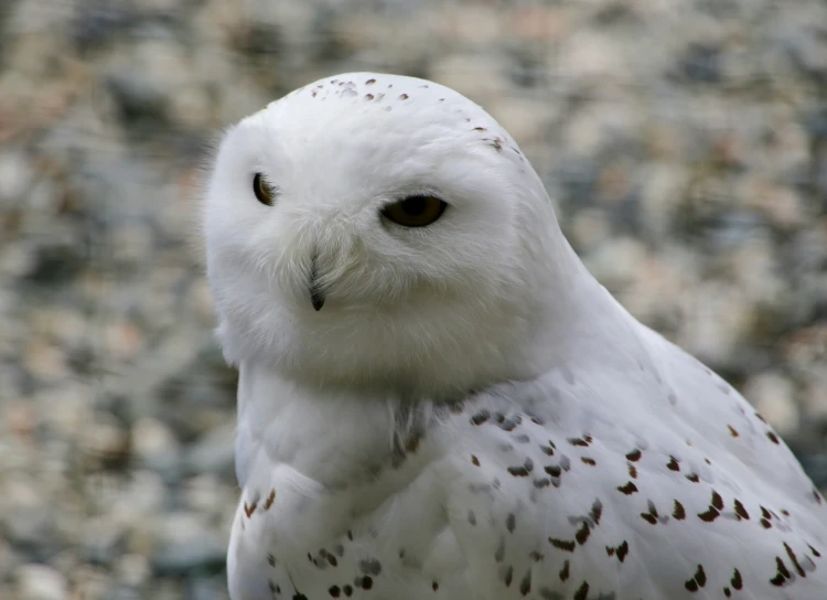 the white owl is looking straight ahead