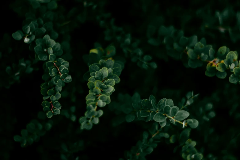 the leaves of a plant in green light