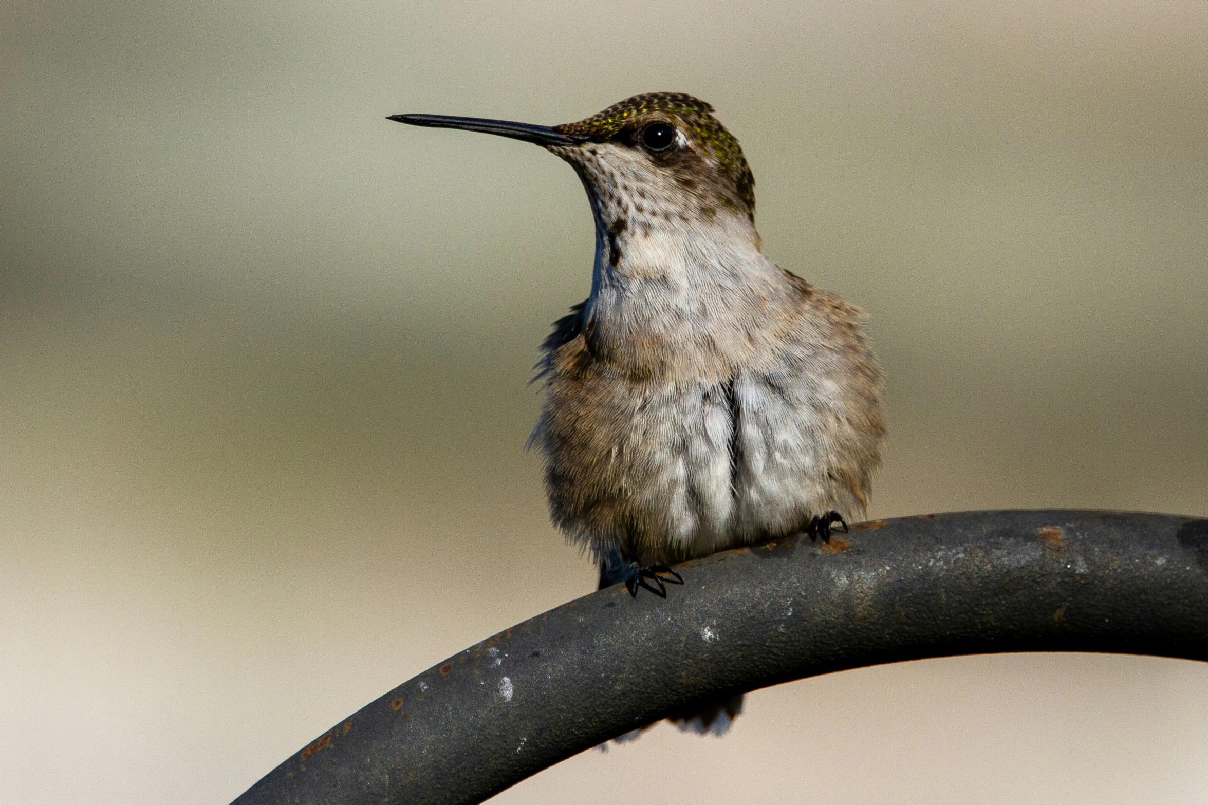 a small bird sitting on the edge of a tree