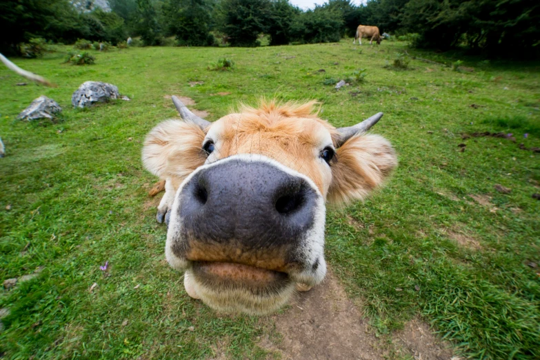 an image of a brown cow that is smiling