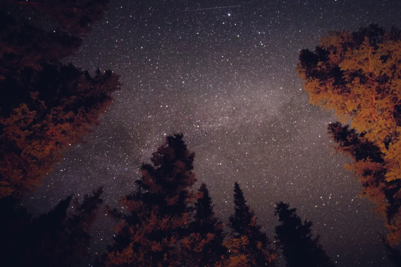 some trees are in the middle of a night sky with stars shining above it