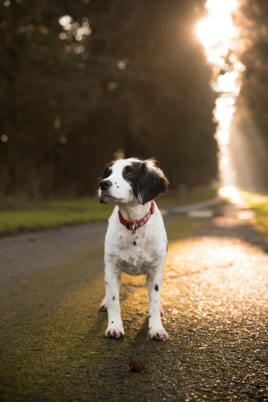 a black and white dog standing in the middle of a road