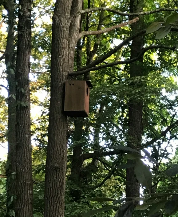 a birdhouse is hanging from a tree