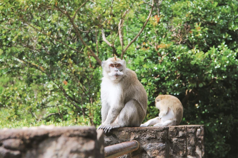 two monkeys are sitting on top of the wall