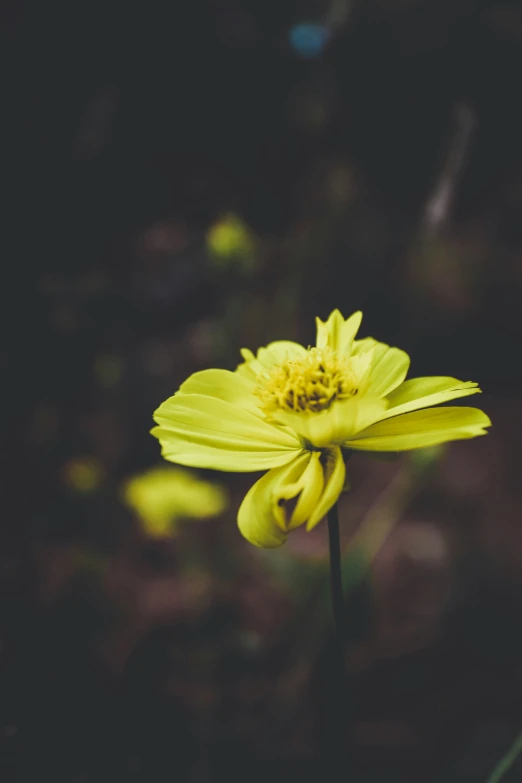 a small yellow flower in a dark background