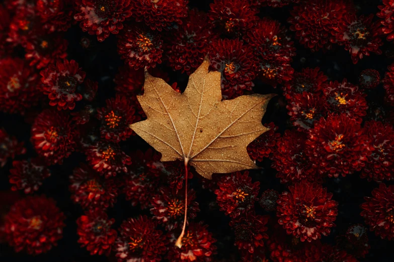 a maple leaf laying on top of a bunch of red flowers