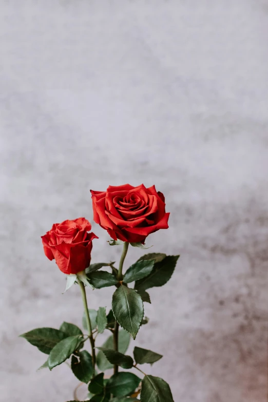 two red roses in a small glass vase