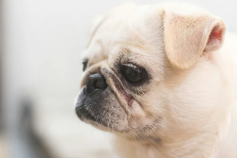 an adorable little pug is looking back