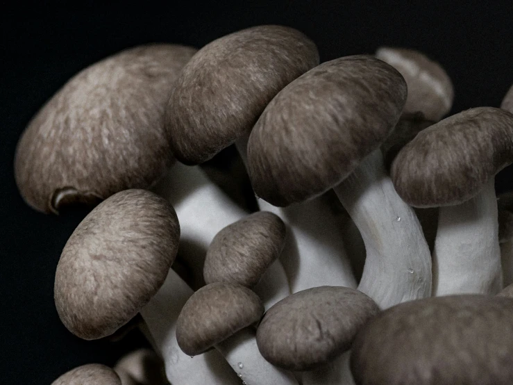 group of mushrooms with different size and color sitting together