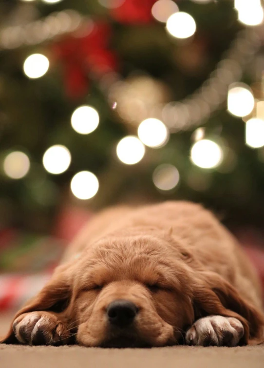 a small brown dog laying in front of a christmas tree