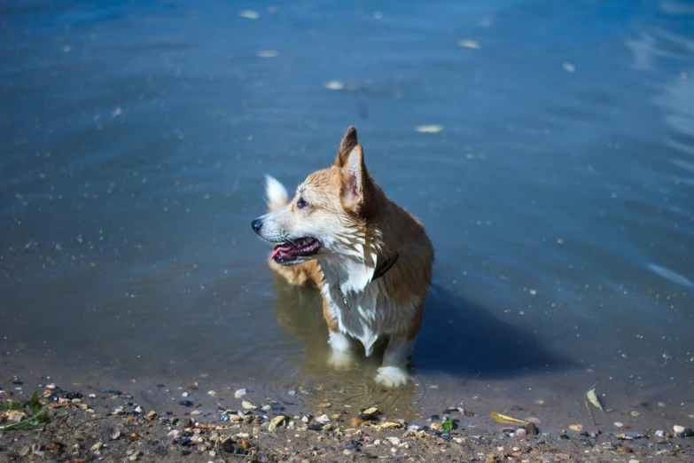 a dog with his tongue hanging out by a pool