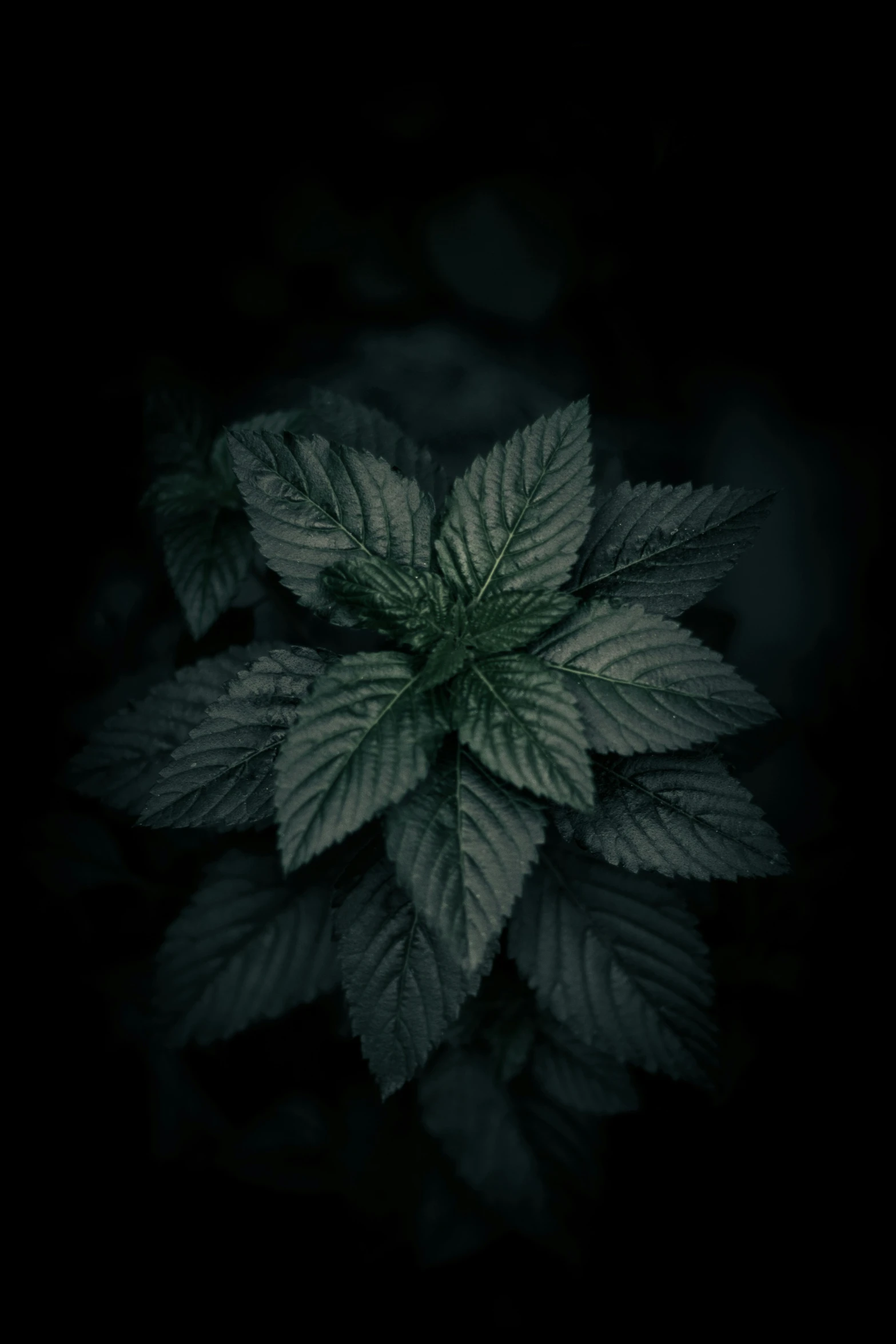 a large leaf with thin green leaves in the background