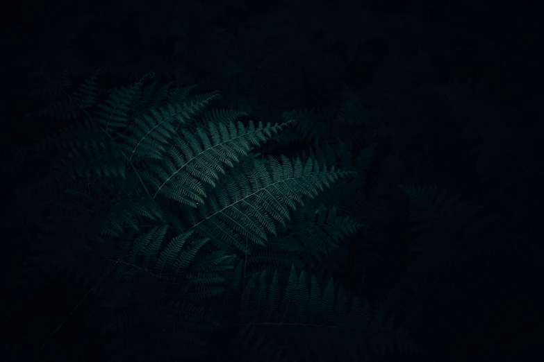 a bunch of green plants in the dark