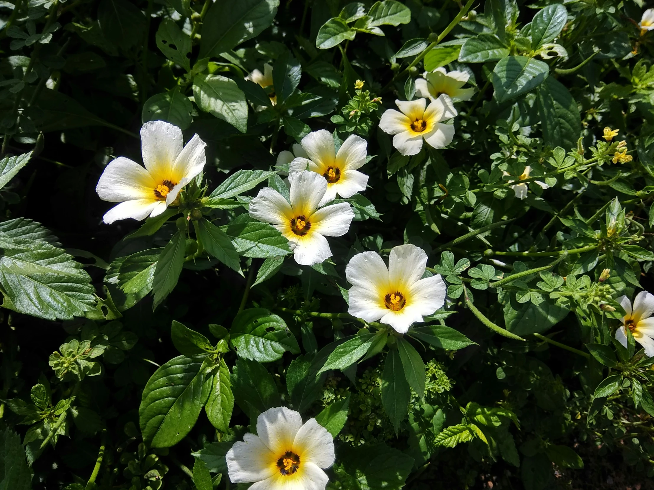 some white flowers and green leaves by themselves