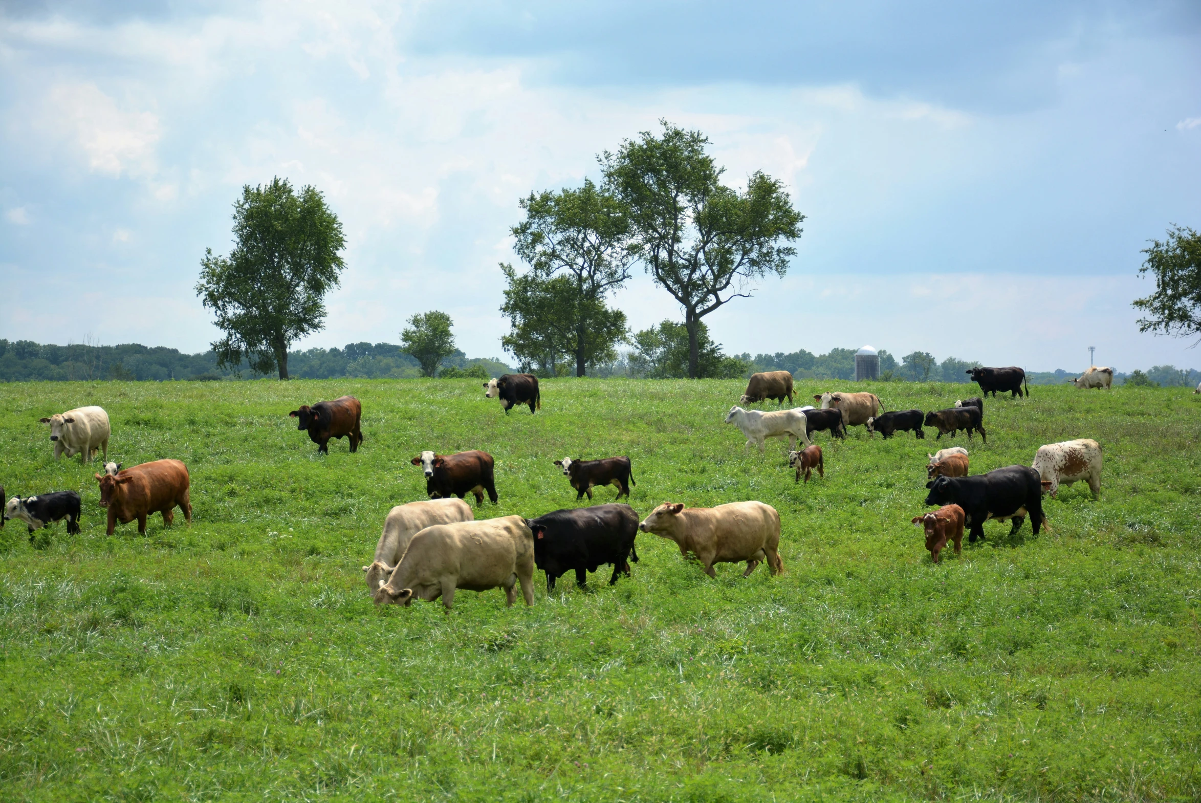 cattle grazing on green grass with a tree in the background