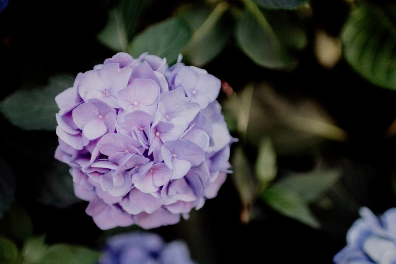 a purple flower sitting in a bunch of green leaves