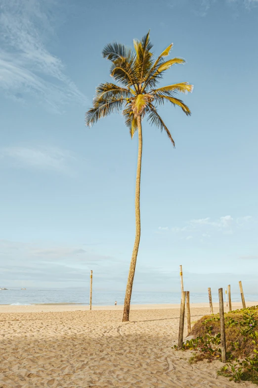 a tall palm tree is on the sand by the ocean