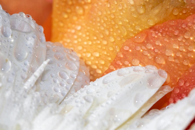 the underside of a white flower with water droplets