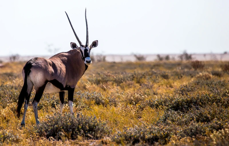 an animal is walking in a grassy field