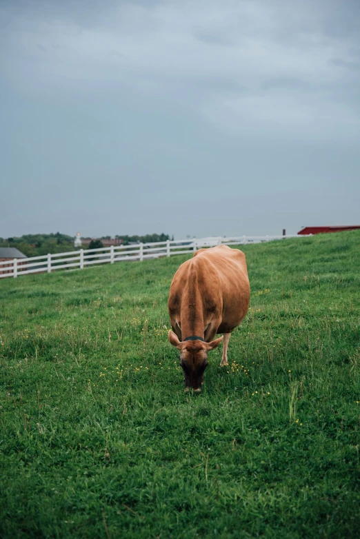 the cow is eating some grass outside on a field