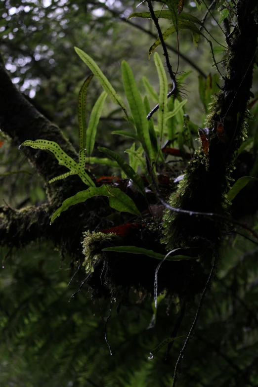 ferns and other leaves growing on a tree nch