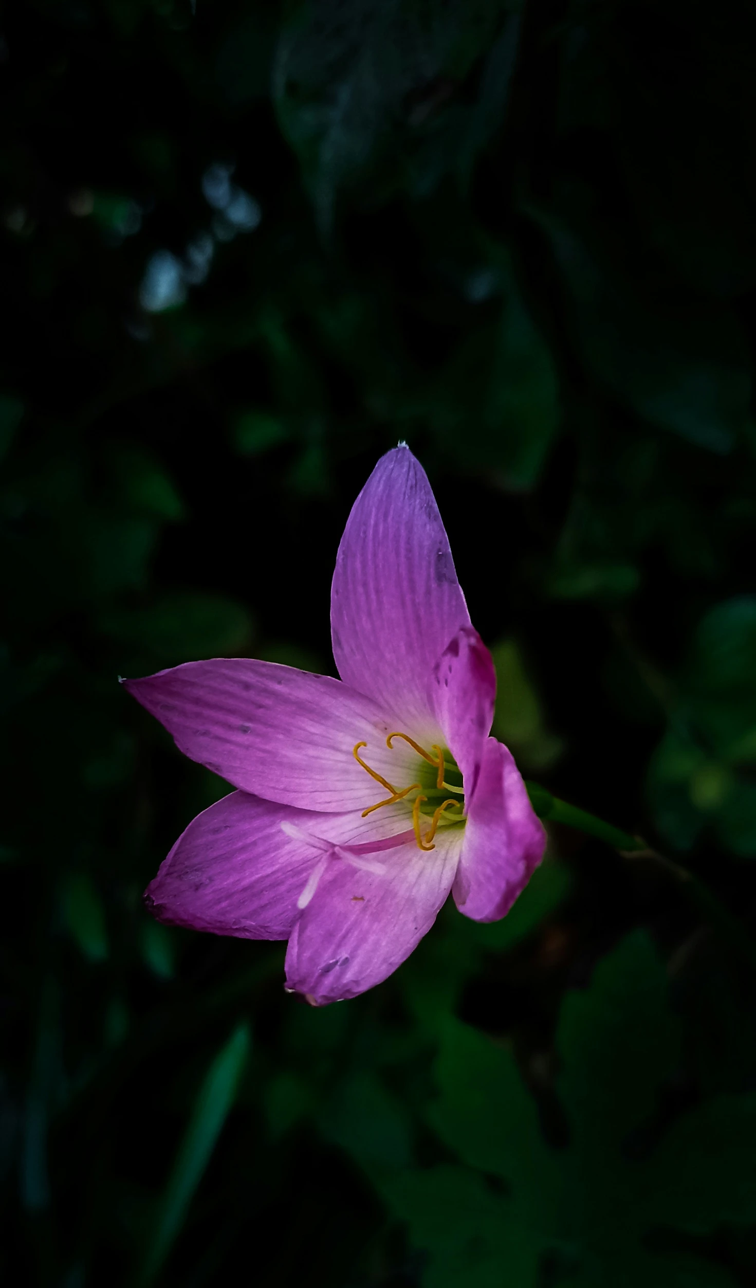 a pink flower that is blooming out of some leaves