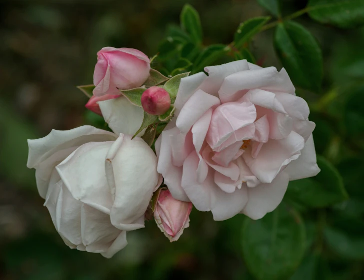 two pink flowers are growing near one another