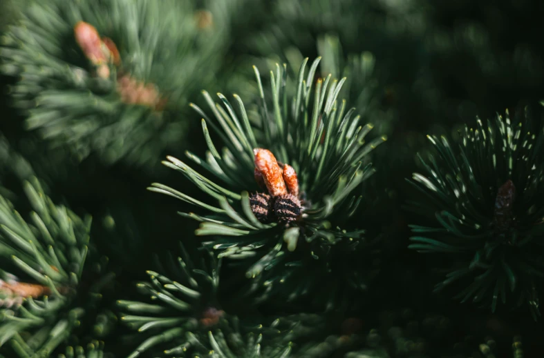 the top half of a pine tree with lots of needles