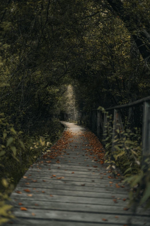 a pathway going through some green trees and leaves