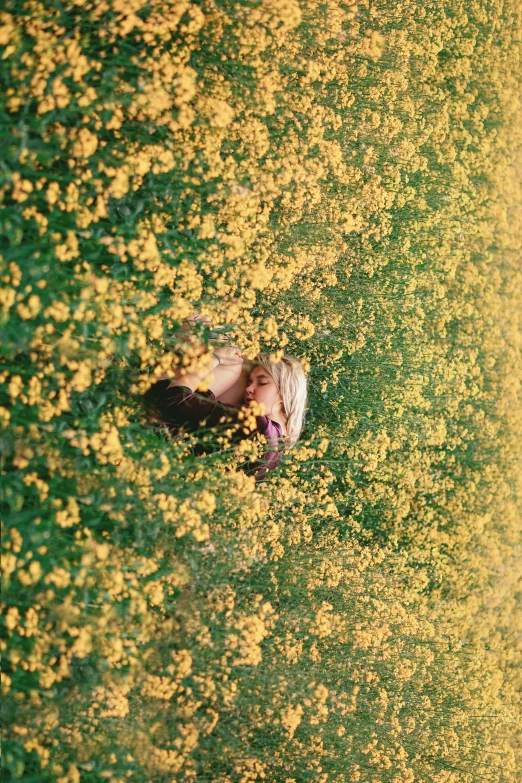 a cow walking through a field of yellow flowers