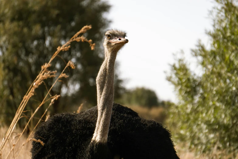 an ostrich looks off in the distance as the bushes and trees stand nearby