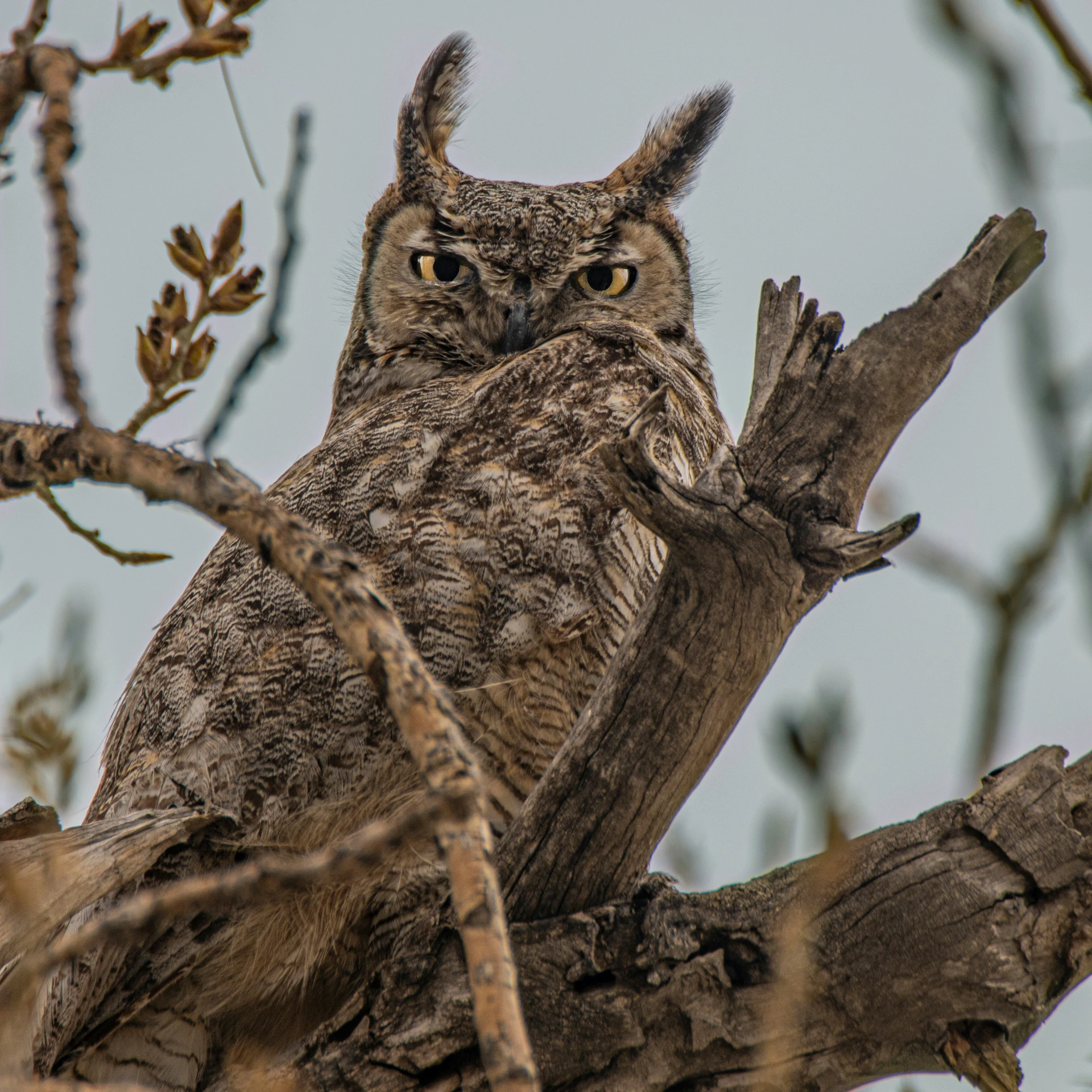 an owl is perched up in a tree