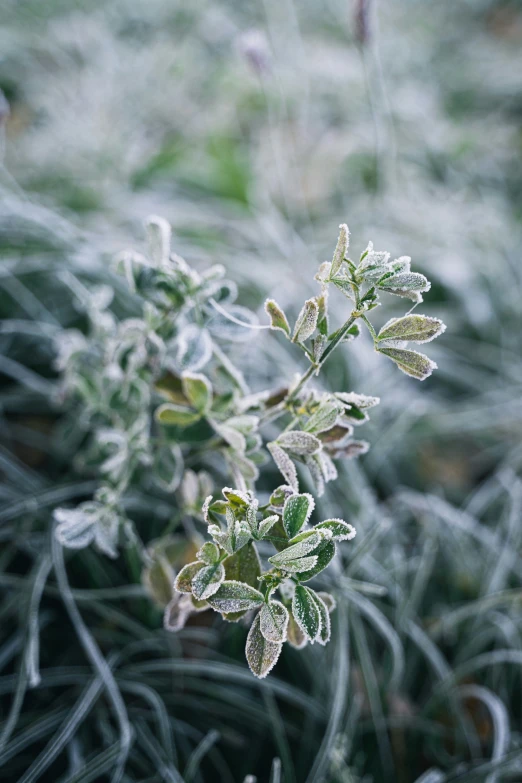 frosted leaves cover the ground on a sunny day