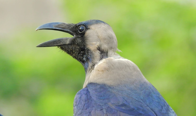 a bird with black feathers with a long beak